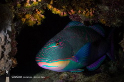 Sleeping beauty during a nightdive on the housereef of Po... by John De Jong 